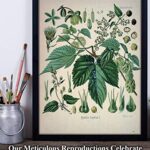 Hops Plant – 11×14 Unframed Art Print – Makes a Great Home Bar Decor and Gift Under $15 for Home Brewing Beer Makers