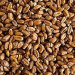 Briess Red Wheat Malt Home Brewing Malt Whole Grain 1lb Bag